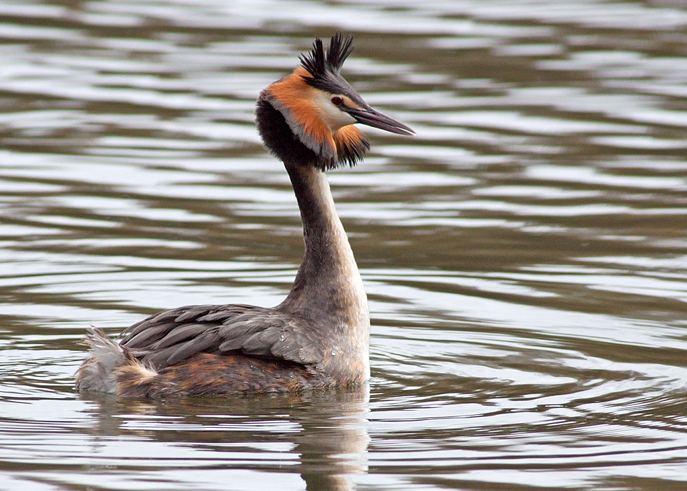 Great Crested Grebe