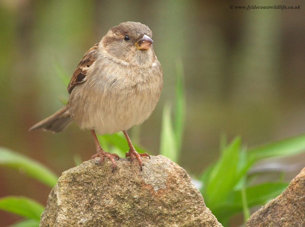 House Sparrow