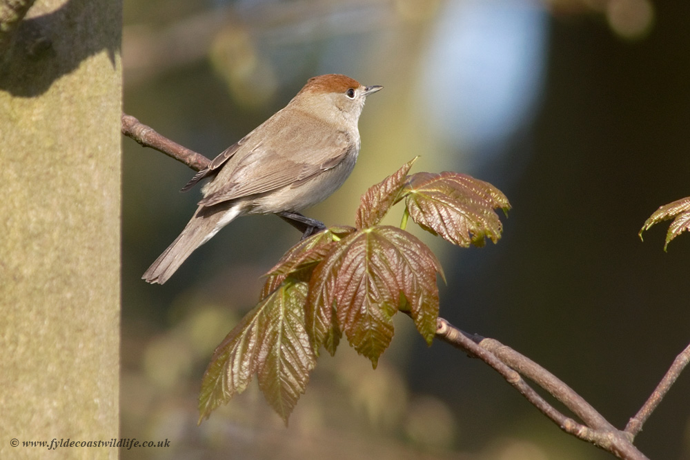 Blackcap (female)