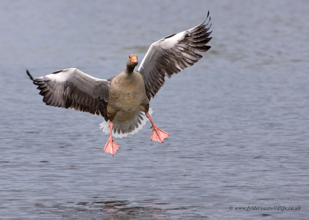 Greylag Goose coming into land