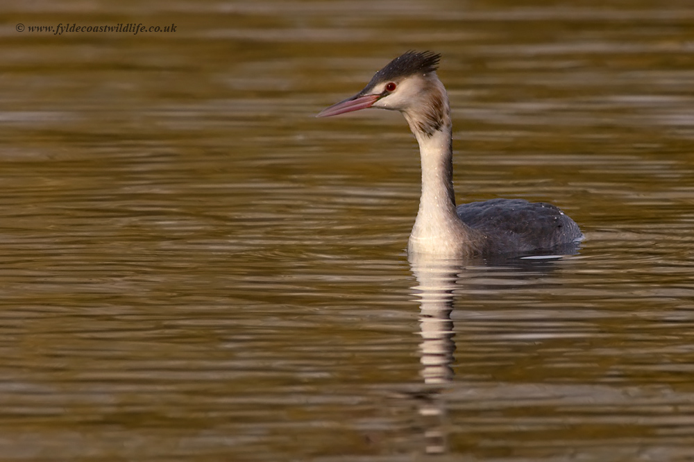 Great Crested Grebe