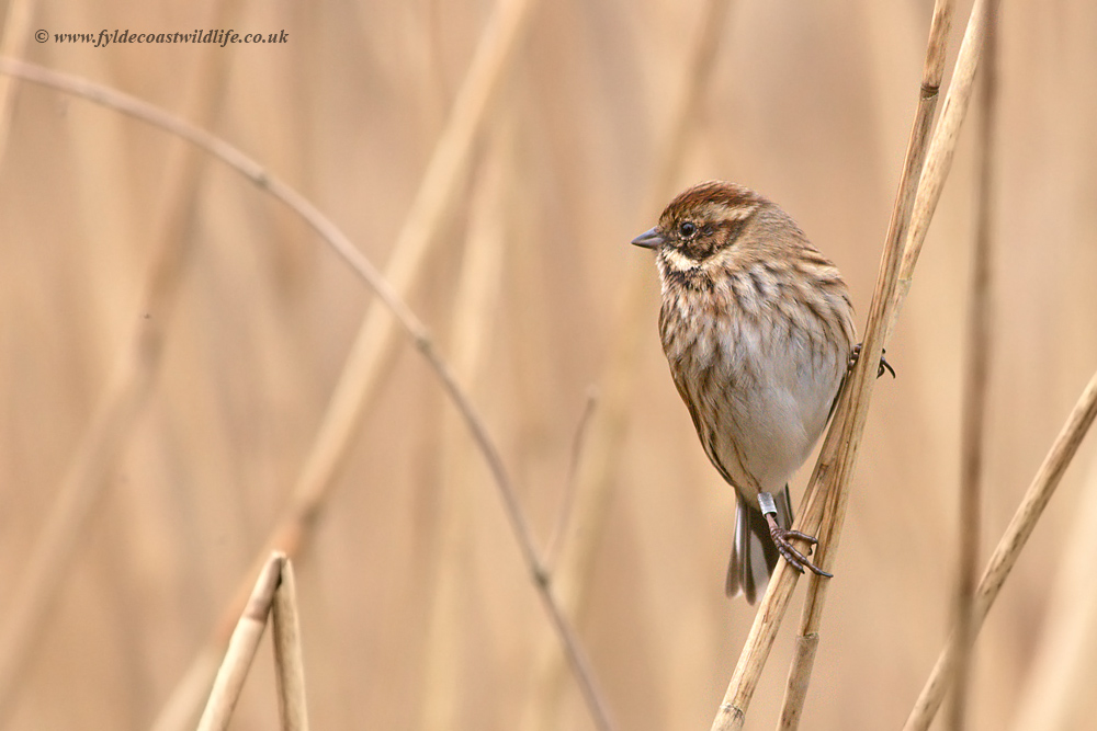 Reed Bunting