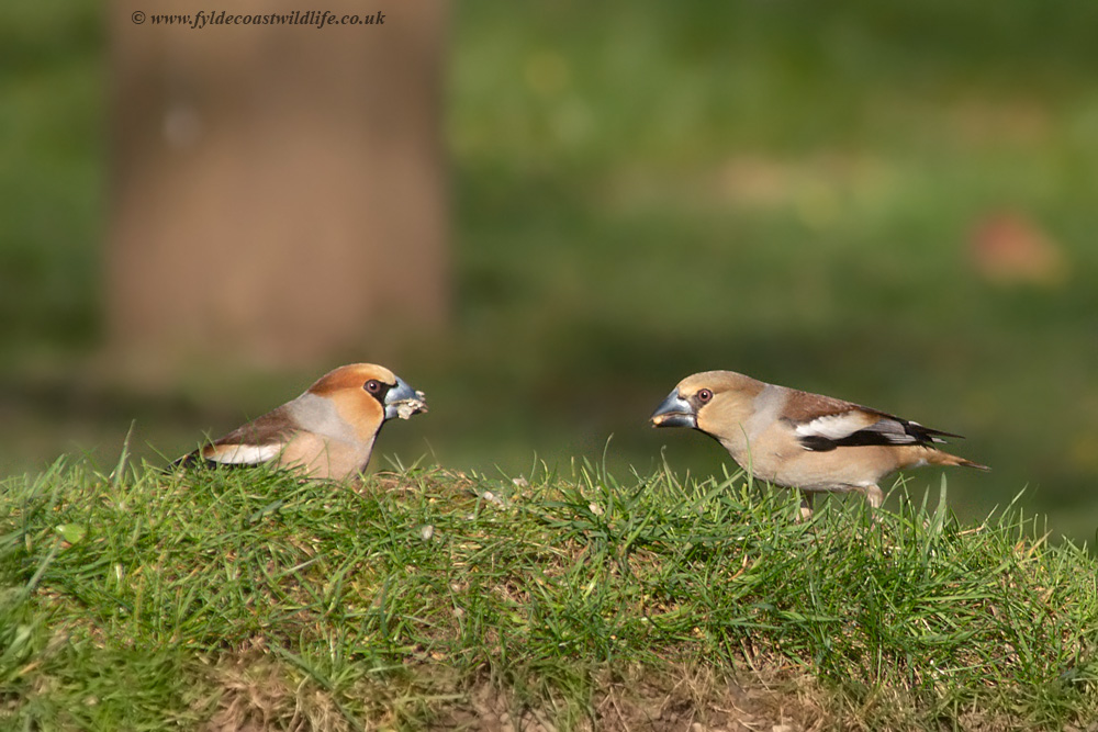 Hawfinch