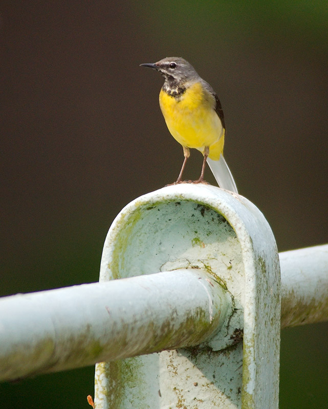 Grey Wagtail