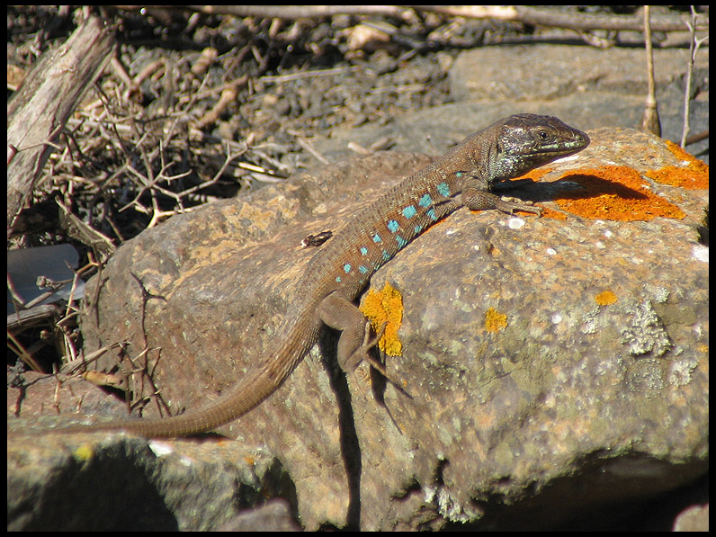 Haria lizard - Gallotia atlantica.jpeg