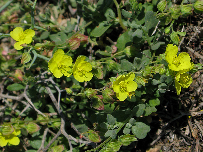 Helianthemum thymiphyllum.jpg