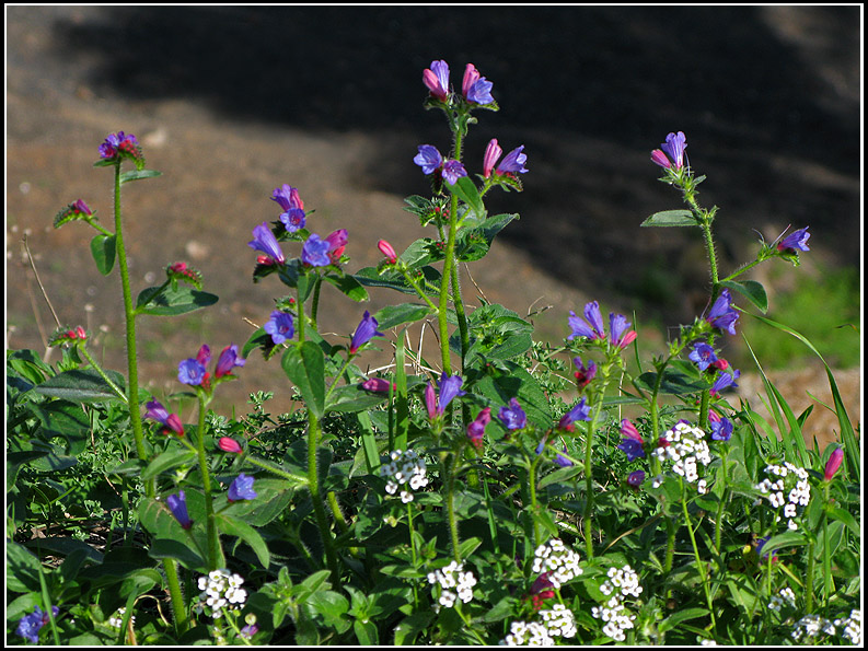 Echium lanzarottense.jpg