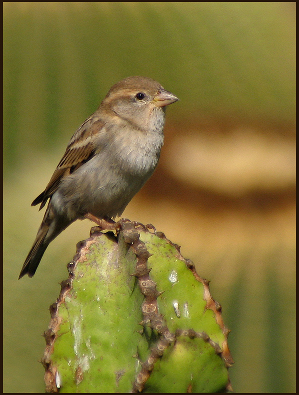 Spanish Sparrow, female - Spansk sparv.jpg.jpg