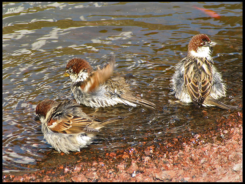 Spanish Sparrows -  Spansk sparv.jpg