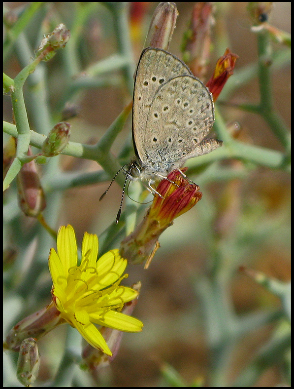 African Grass Blue on Launaea arborescens.jpg