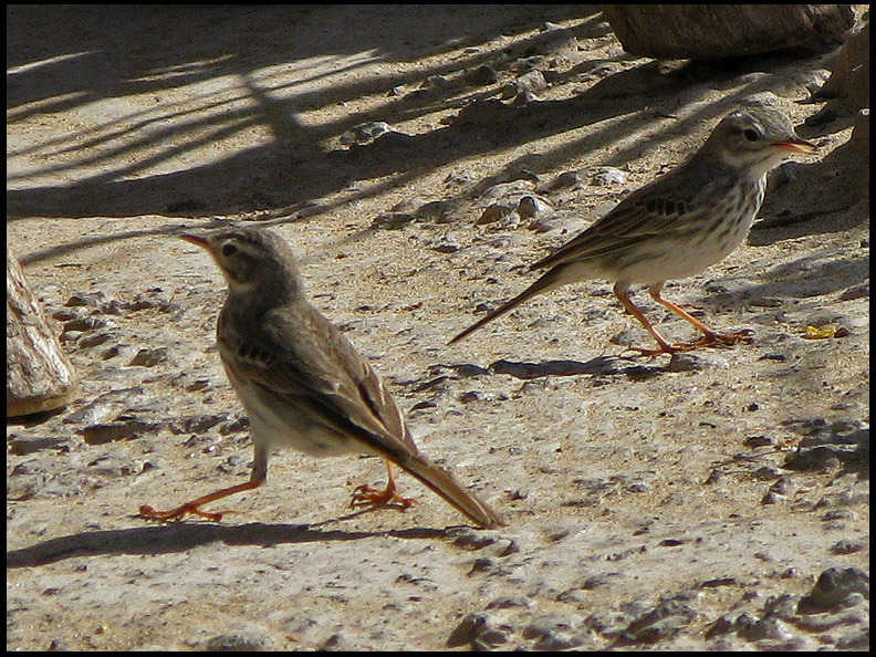 Berthelots Pipits.jpg