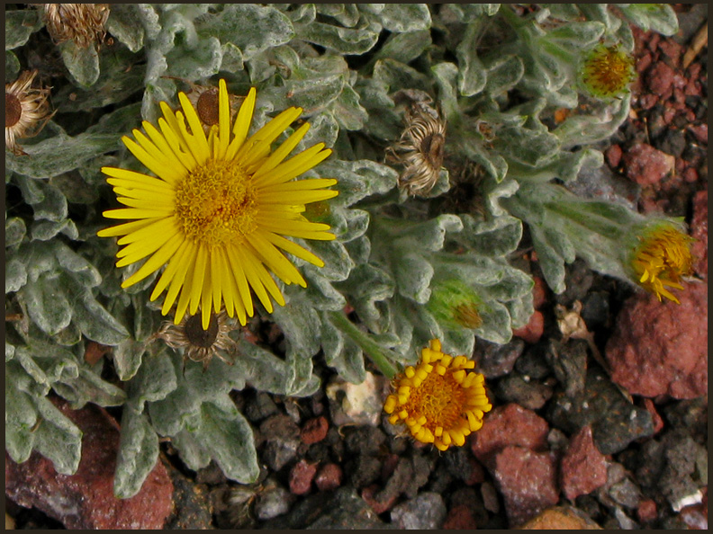 Pulicaria canariensis.jpg