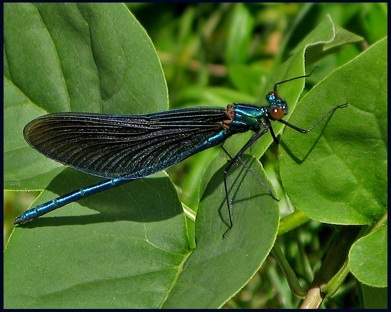 Calopteryx  virgo - Bl jungfruslnda.jpg