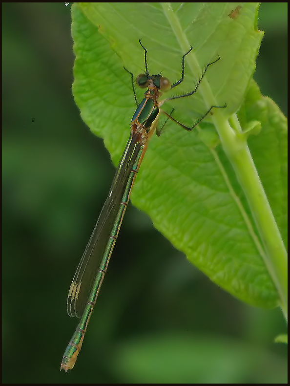 Lestes sponsa, female.jpg