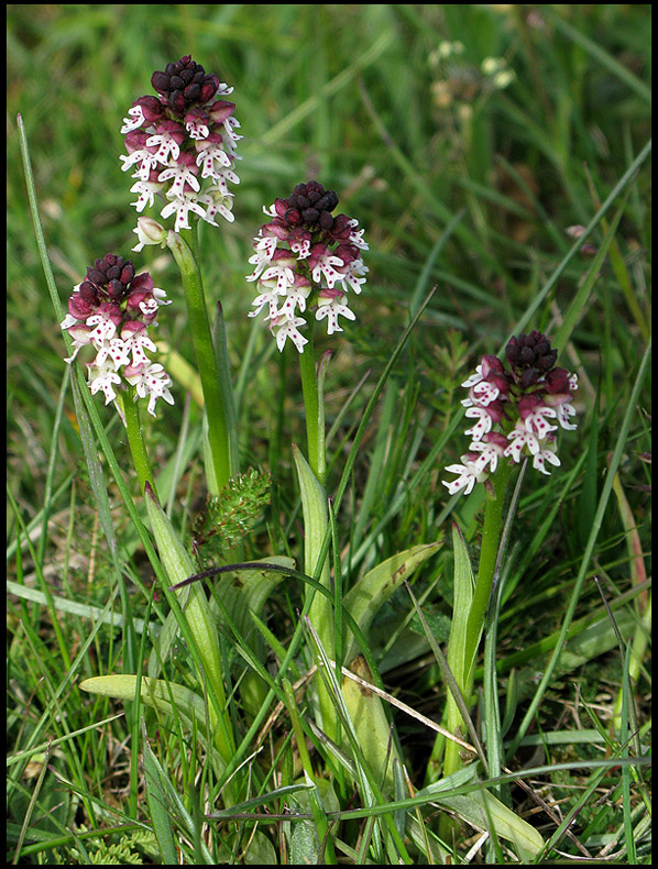  Krutbrnnare - Orchis ustulata.jpeg