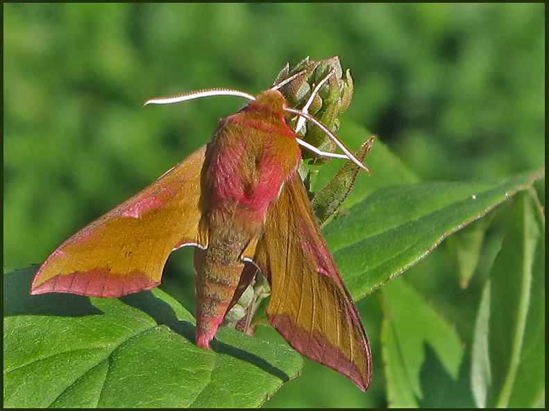 Liten snabelsvrmare - .Deilephila porcellus .jpg