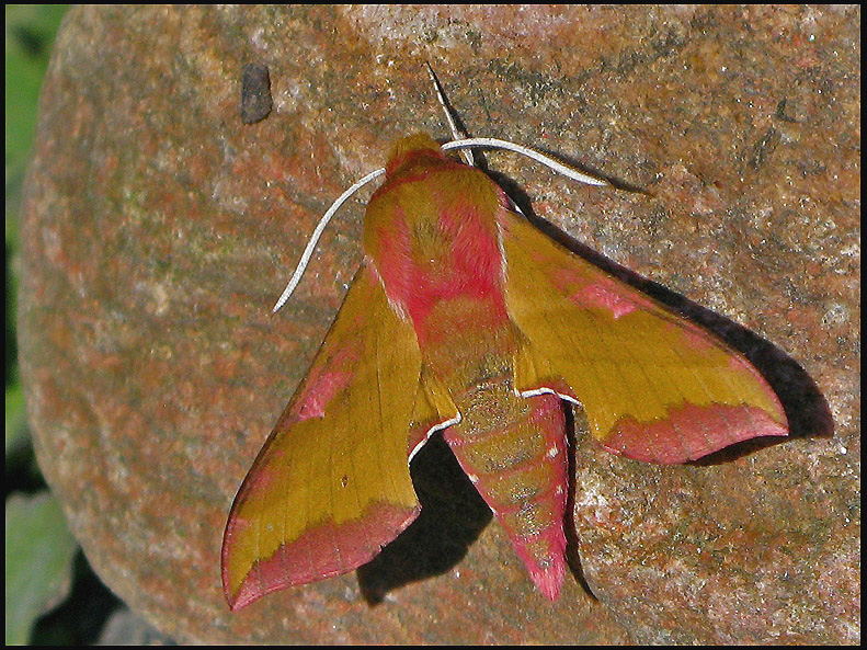 Liten snabelsvrmare - .Deilephila porcellus .jpg