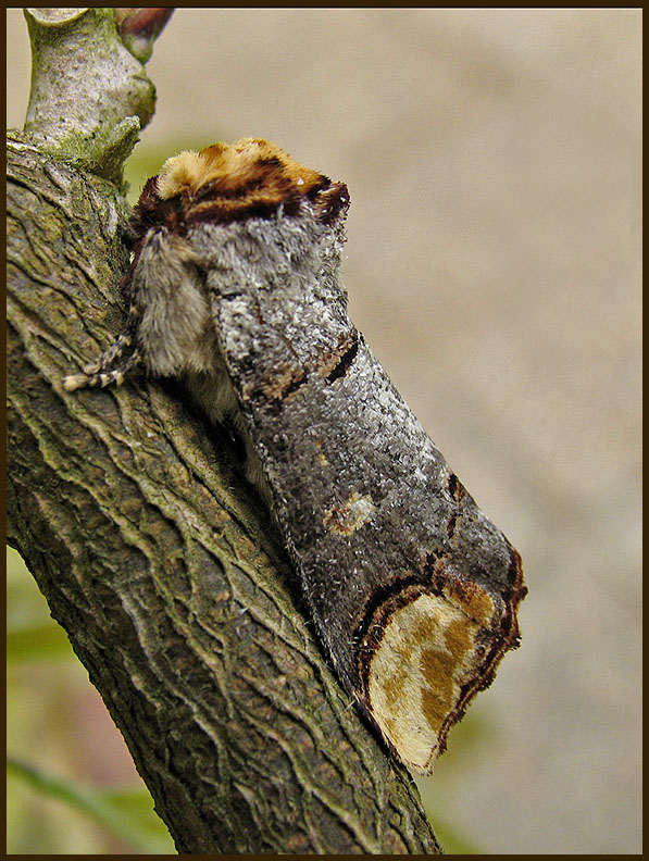 Oxhuvudspinnare - Phalera bucephala - 2.jpg