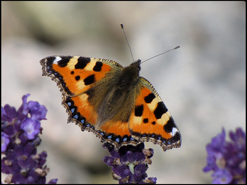 Small Tortoiseshell.jpg