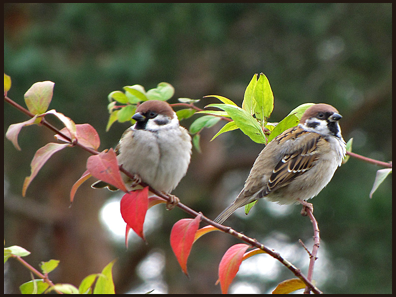 Tree Sparrows.jpg