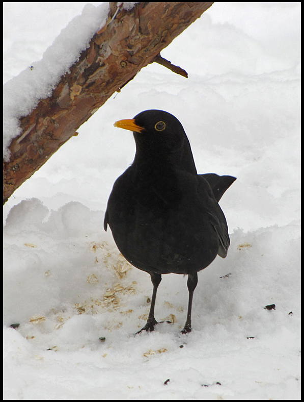Blackbird male.jpg