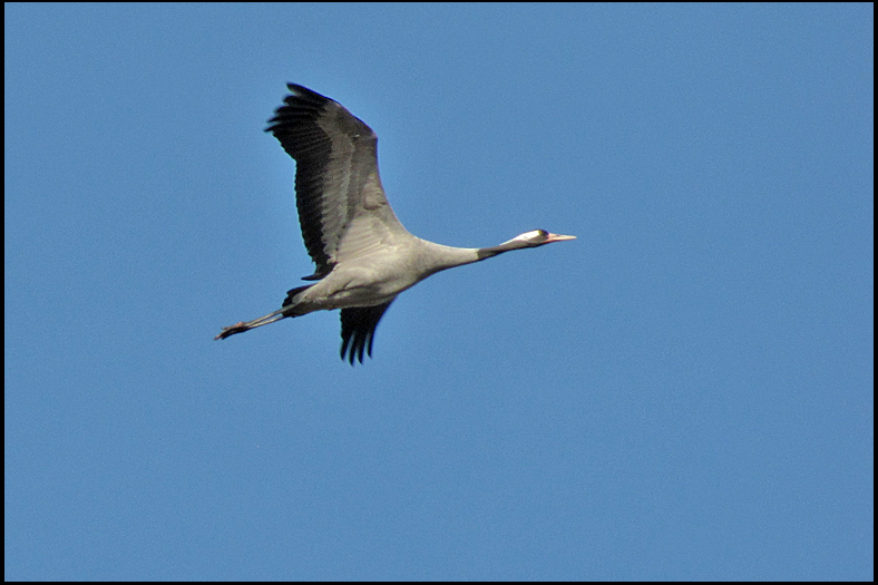 Common Crane.jpg