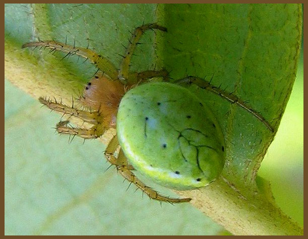 Gurkspindel - Araniella cucurbitina .jpg