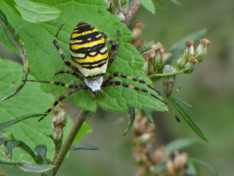 Spindlar