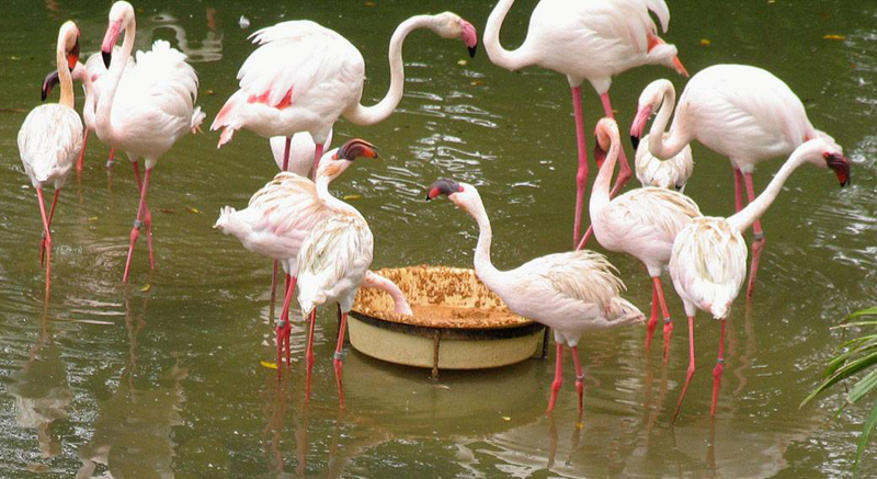 Flamingoes.jpg