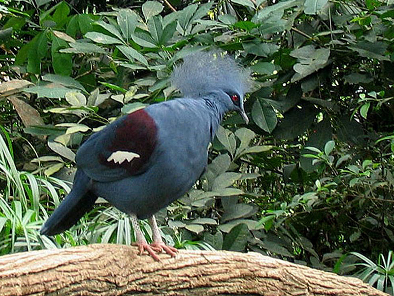 Crowned Pigeon.jpg
