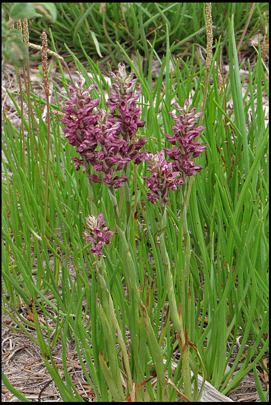 Bug Orchid - Orchis coriophora - Brunnycklar.jpg