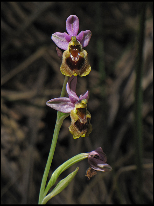 Sawfly Orchid - Ophrys tenthredinifera - Prakt-ofrys.jpg