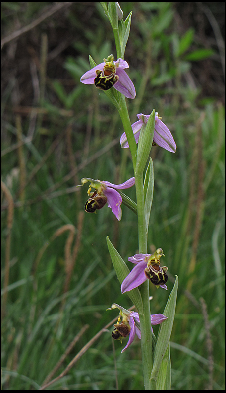 Bee Orchid - Ophrys apifera - Bi-ofrys.jpg