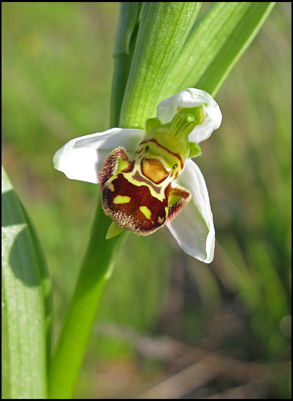 Bee Orchid - Ophrys apifera - Bi-ofrys.jpg