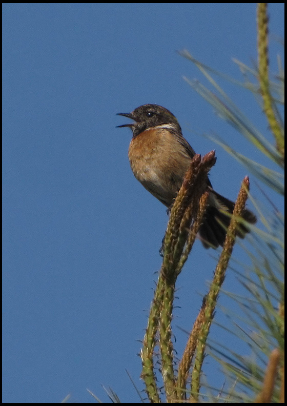 Stonechat -  Svarthakad Buskskvtta, female .jpg