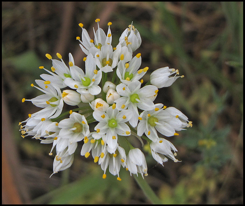 Allium neapolitanum - Naples Garlic - Neapellk.jpg