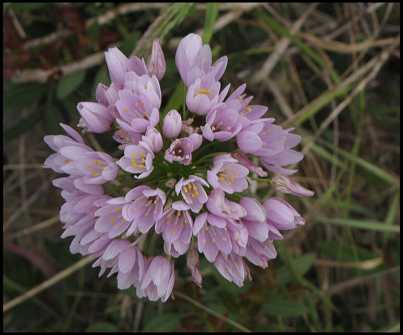 Allium roseum - Kvicklk - Rosy Garlic .jpg