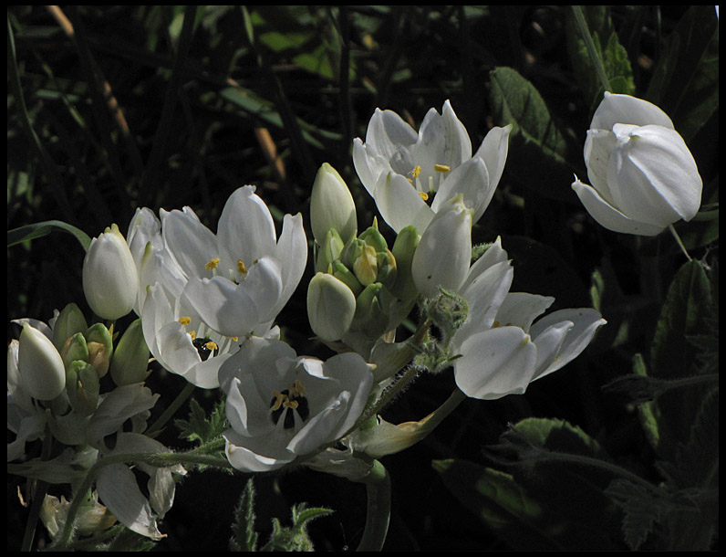 Ornithogalum arabicum - Black Pearl Lily .jpg