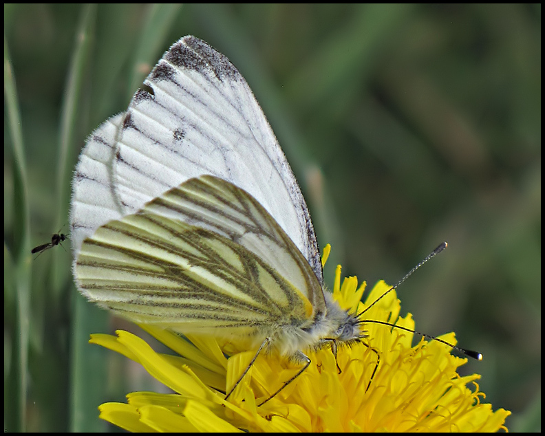 Green-veined White - Pieris napi -Rapsfjril.jpg