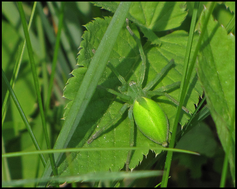 Grn bladspindel. - Micrommata virescens  .jpg