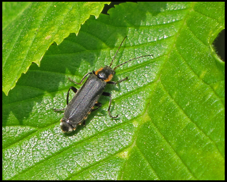 Cantharis obscura - Black Soldier Beetle.jpg