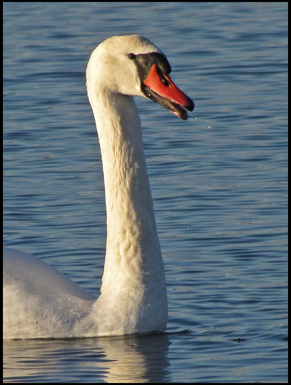 Mute Swan.jpg
