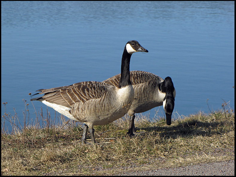Canada Geese - Kanadags.jpg