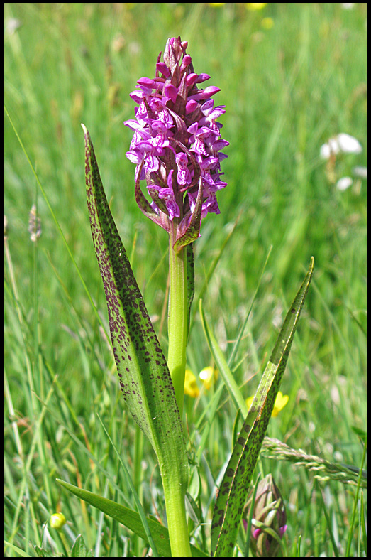 Blodnycklar -Dactylorhiza incarnata var. cruenta.jpeg