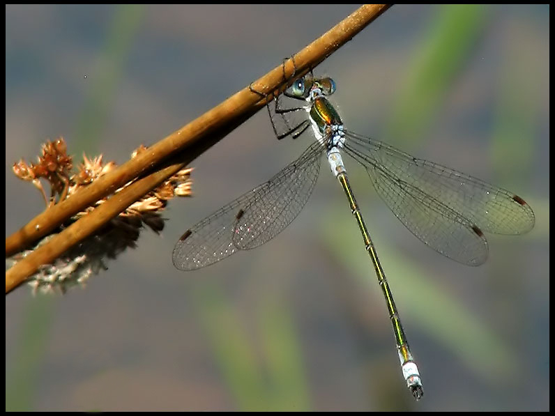 Lestes Sponsa , male.jpg