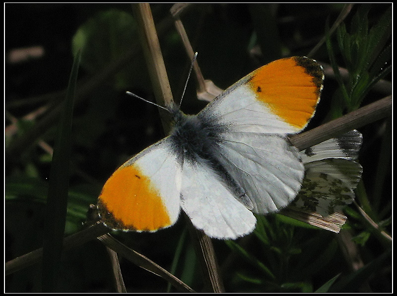 Orange Tip - Antocharis cardamines  - Aurorafjril.jpg
