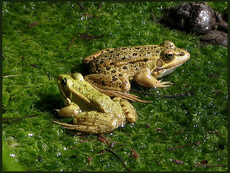 Iberian Marsh Frog - Rana perezi - Iberisk sjgroda .jpg
