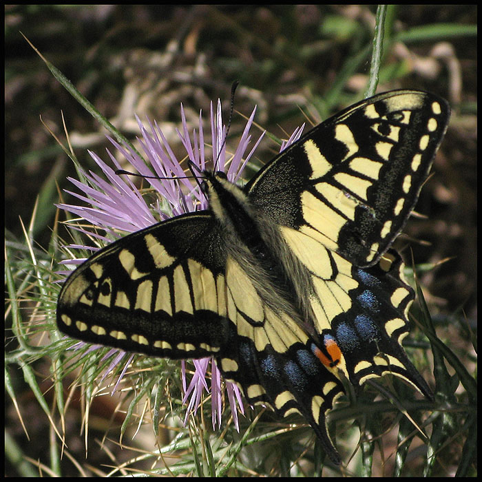 Swallowtail - Makaonfjril.jpg