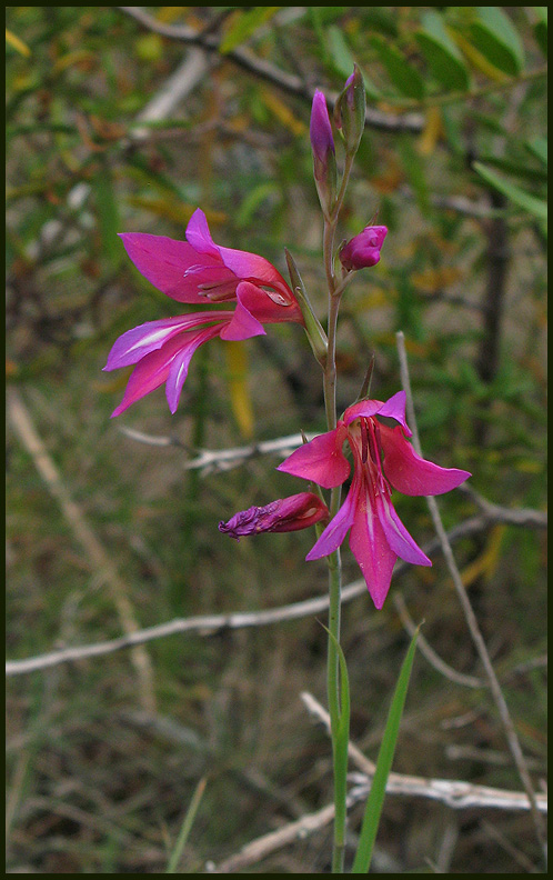 Gladiolus italicus (G. segetum).jpg