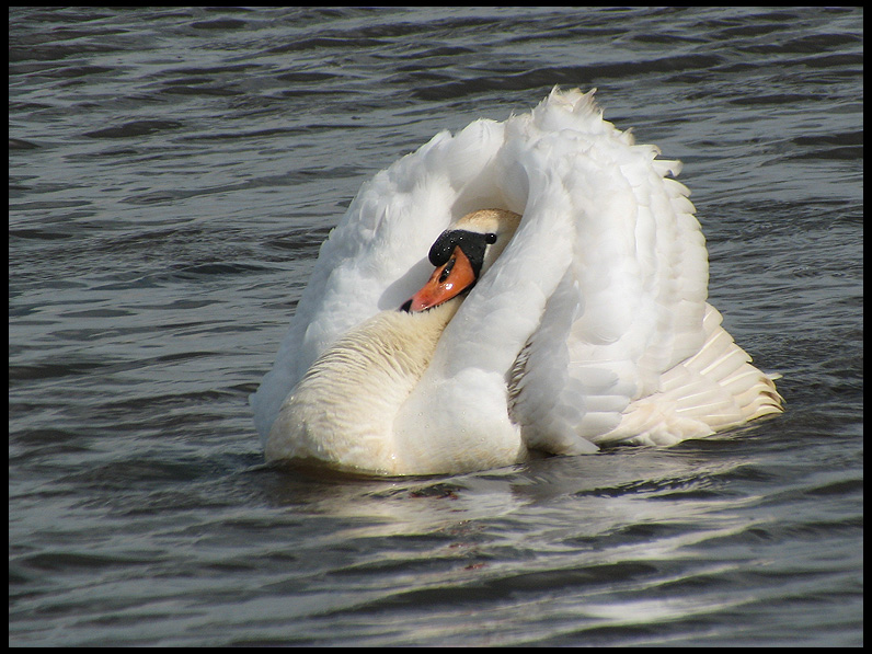 Mute Swan - Sygnus olor.jpg